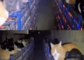 Over 200 cats invade Bitcoin mining farm, disabling cooling systems and hash rate