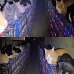 Over 200 cats invade Bitcoin mining farm, disabling cooling systems and hash rate