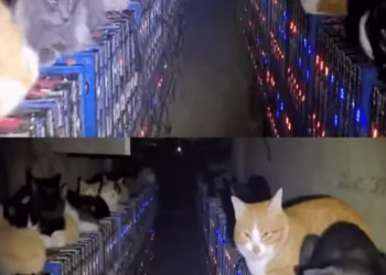 Over 200 cats invade Bitcoin mining farm, disabling cooling systems and hash rate